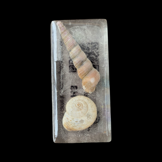 Coquilles voyageuses